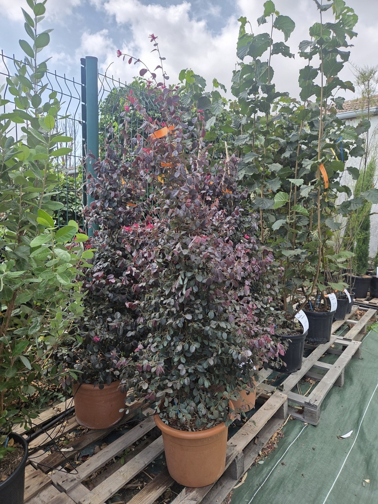 LOROPETALUM Cone  25L