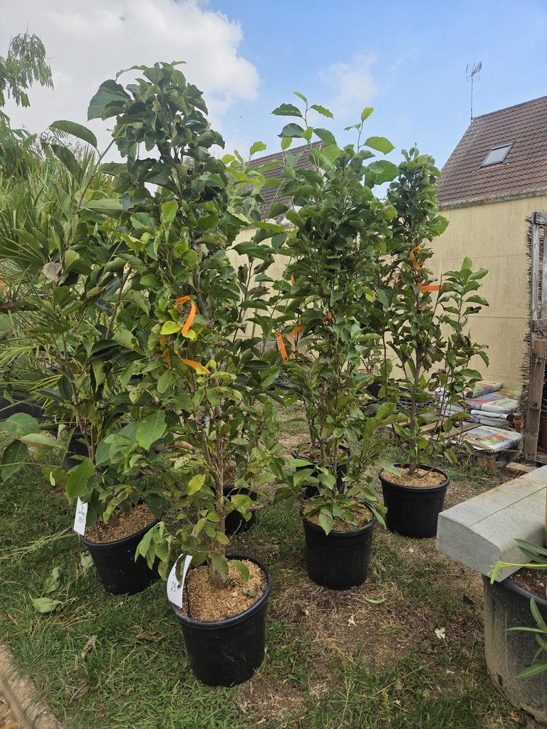 Magnolia Susan 18L