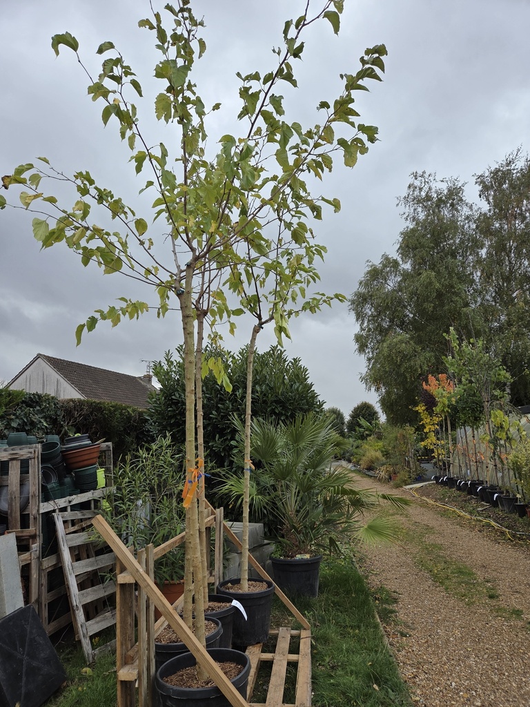 Murier stérile - Morus Platanifolia Fruitless 45L 
