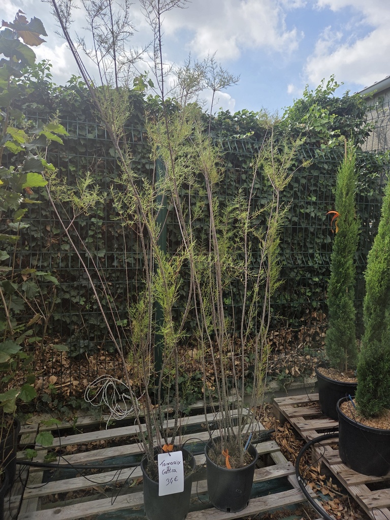 Tamarix gallica 9L