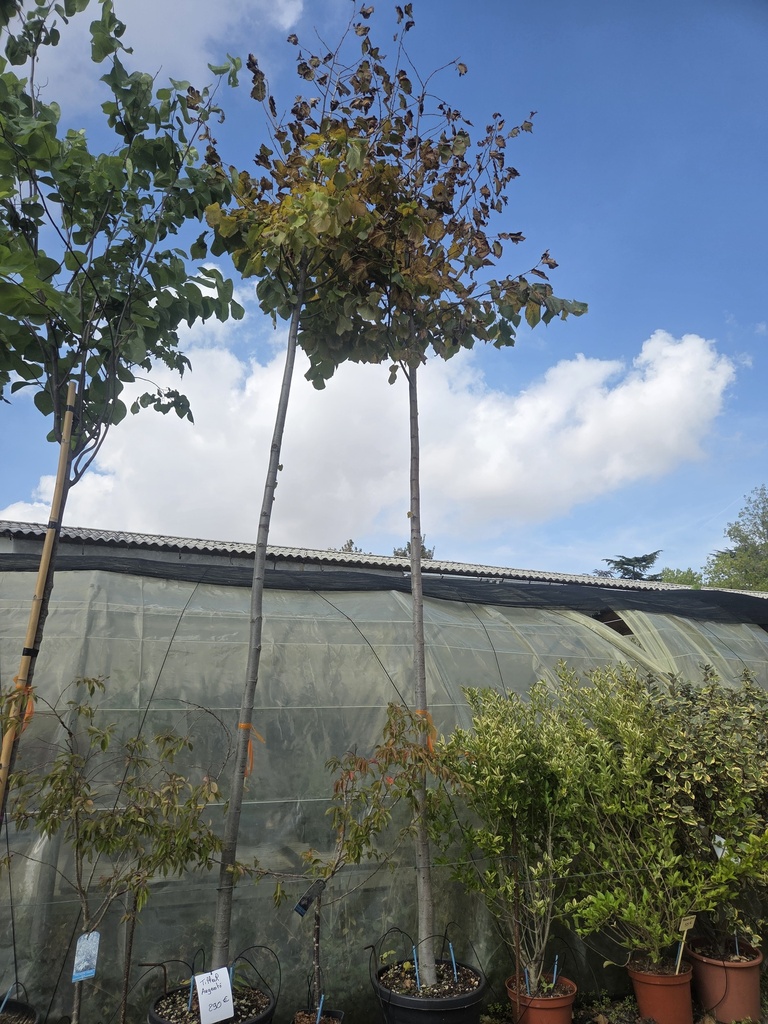 Tilleul argenté haute tige - Tilia tomentosa 35L