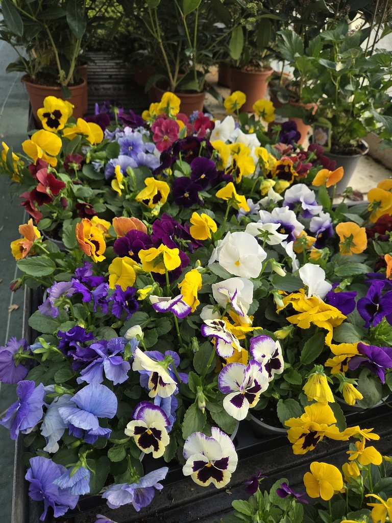 Viola hybride "Pensee"