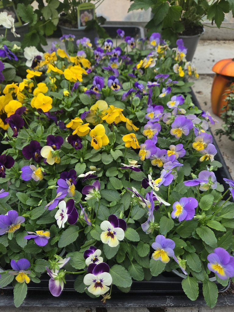 Viola hybride "Cornuta"