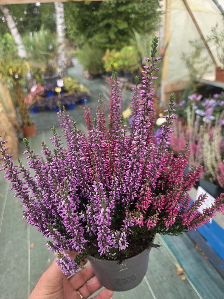 Calluna vulgaris D12 bicolor