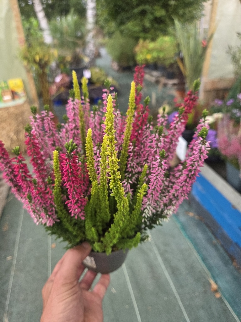 Calluna vulgaris Trio Mix D11