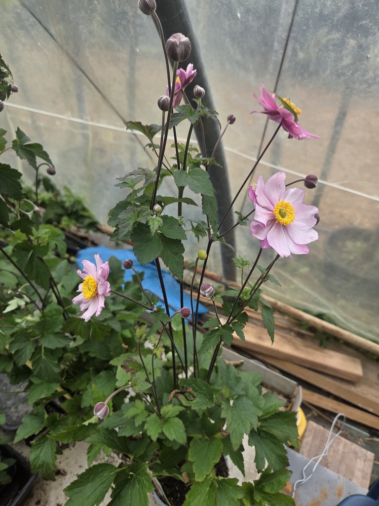Anemone japonaise Mont Rose