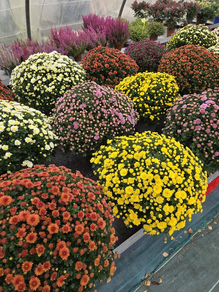 Lot x2🌸🌼Chrysantheme Ø35/40 pot D17 