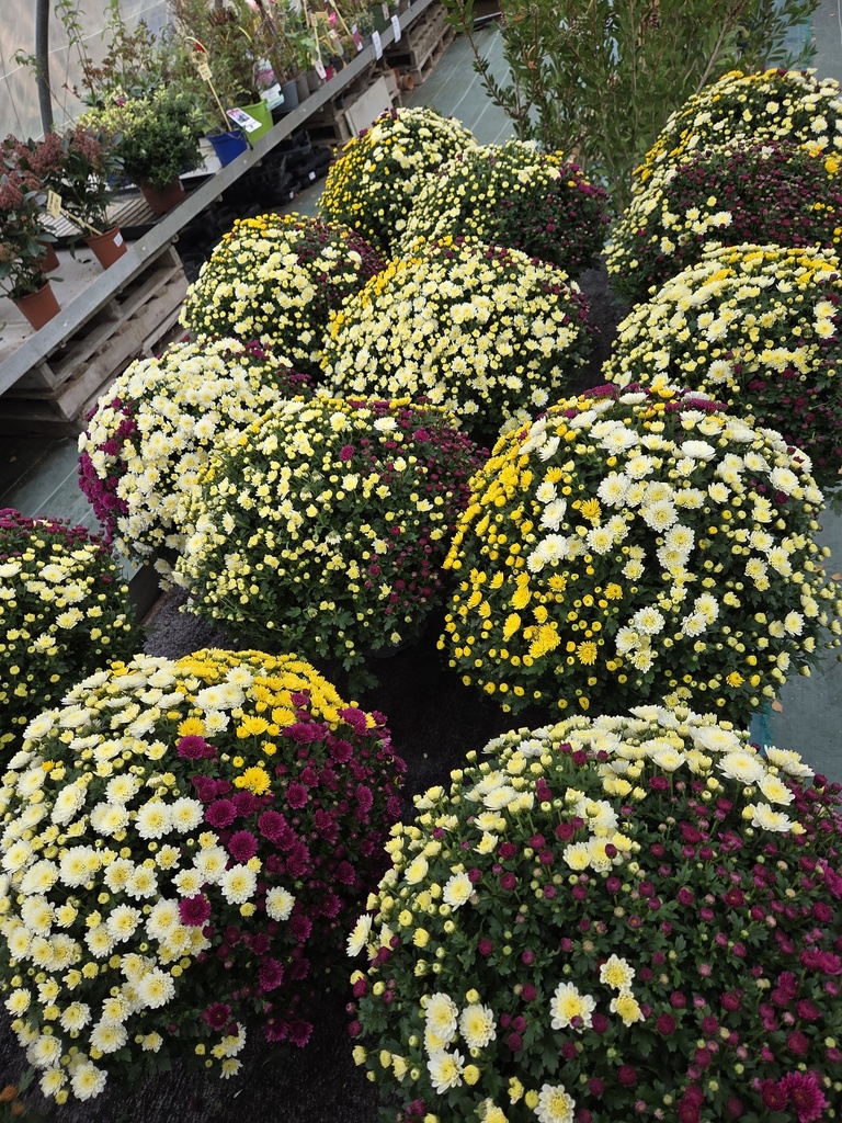 Lot x2🌸🌼Chrysantheme Tricolore Ø35/40 pot D17  