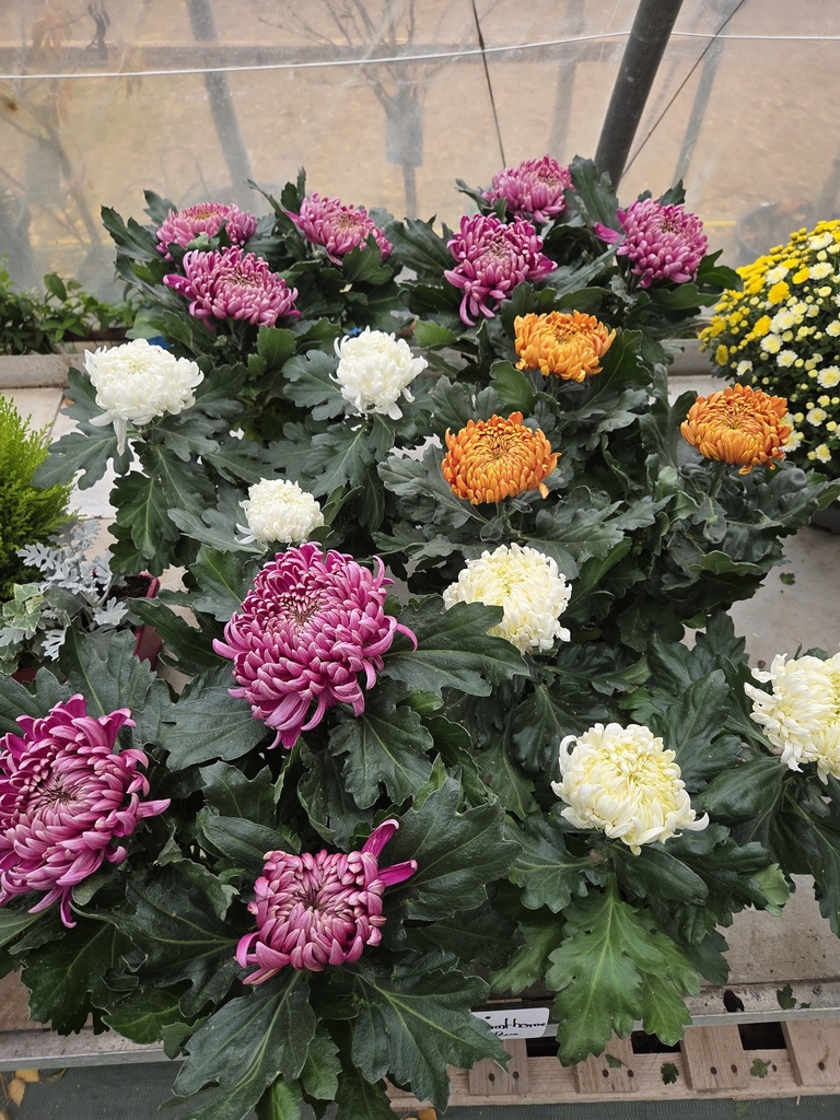 💮Chrysantheme grosse fleur 3Têtes 