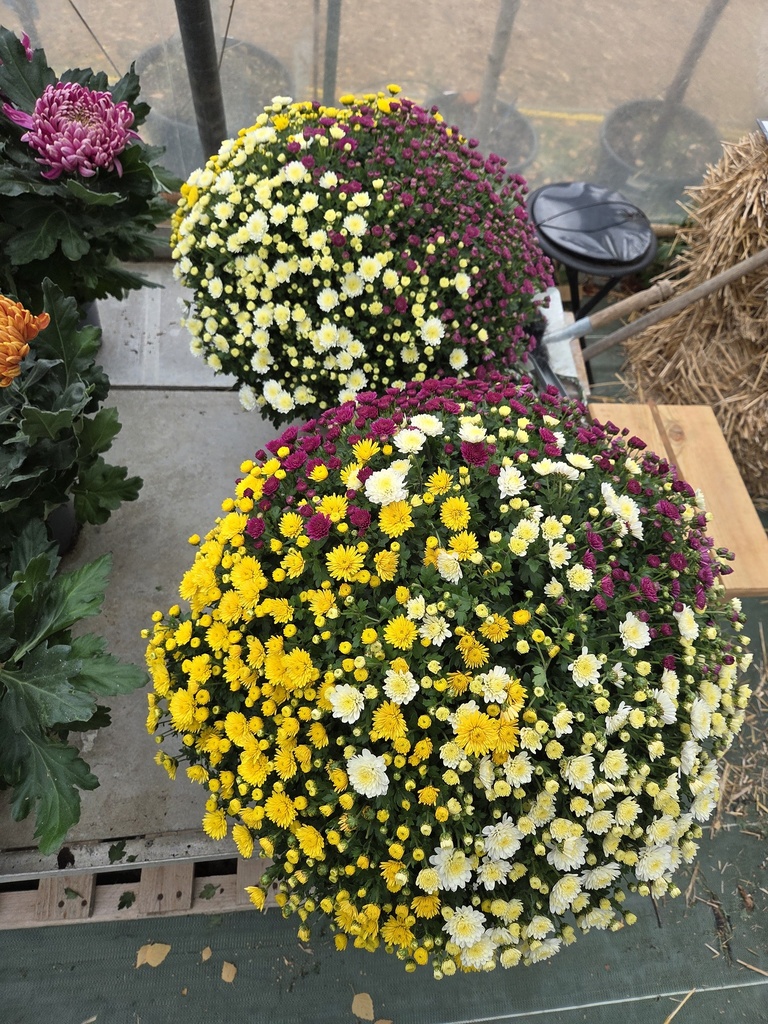 🌸Chrysantheme Tricolore Ø35/40 pot D19  