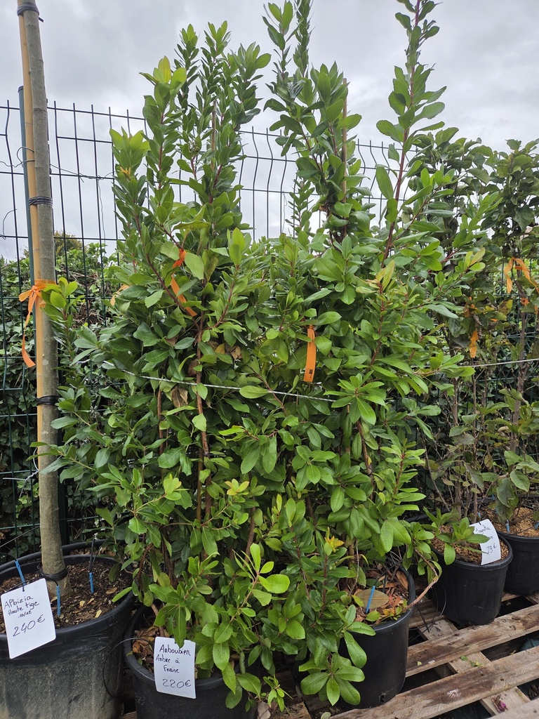 Arbutus unedo - Arbousier 35L