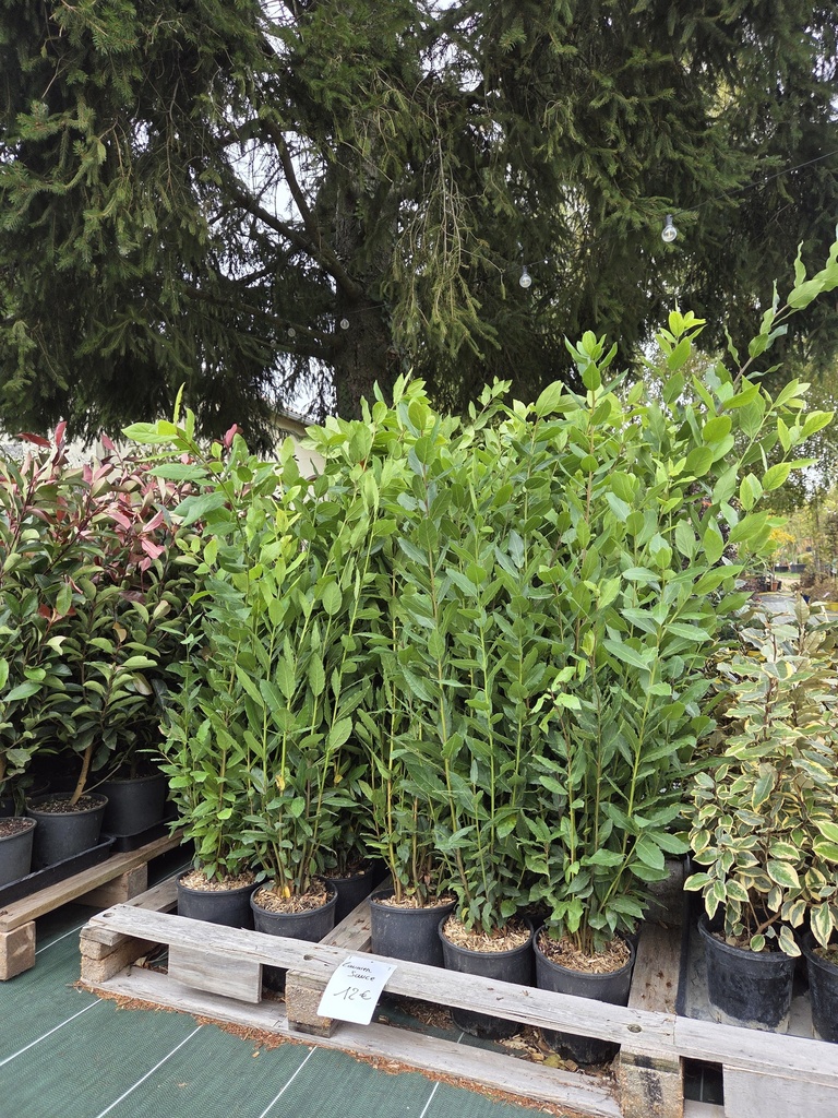 Laurier sauce - Laurus nobilis 3L 110cm+