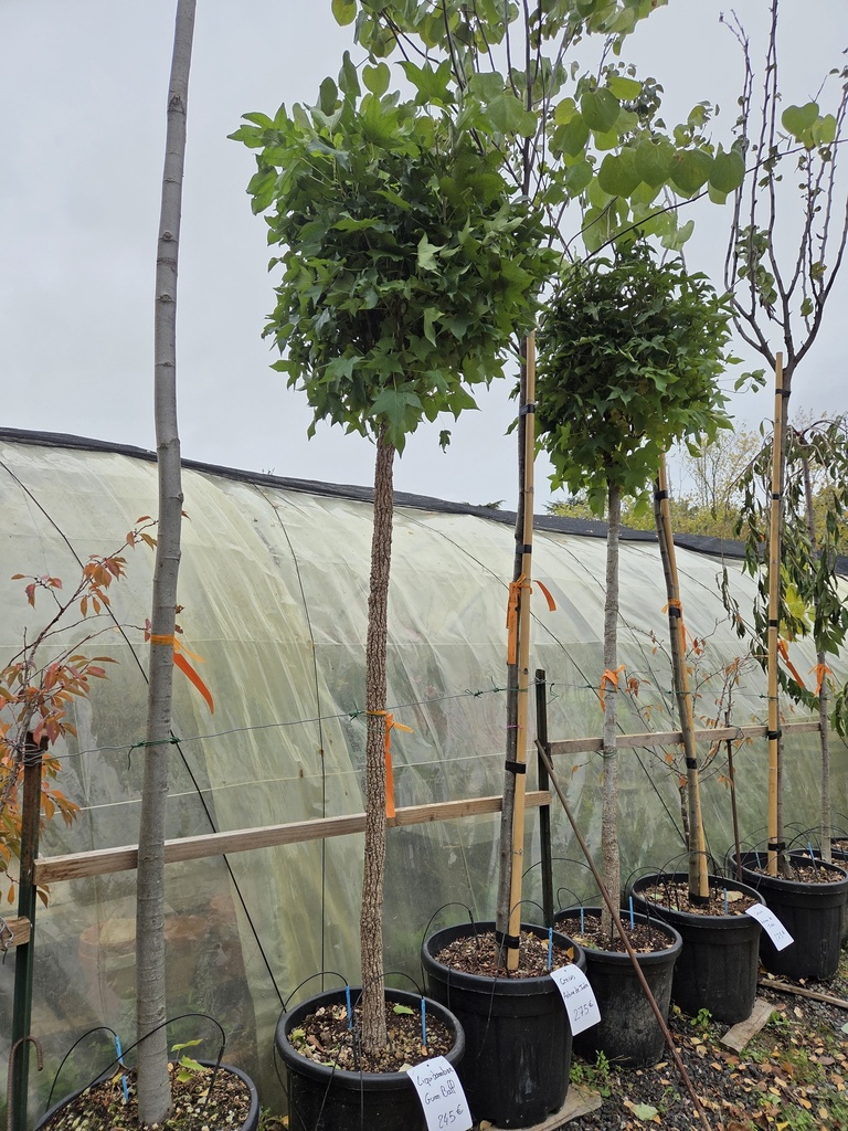 Liquidambar styraciflua Gum Ball - Copalme d'Amérique 30L C.12-14