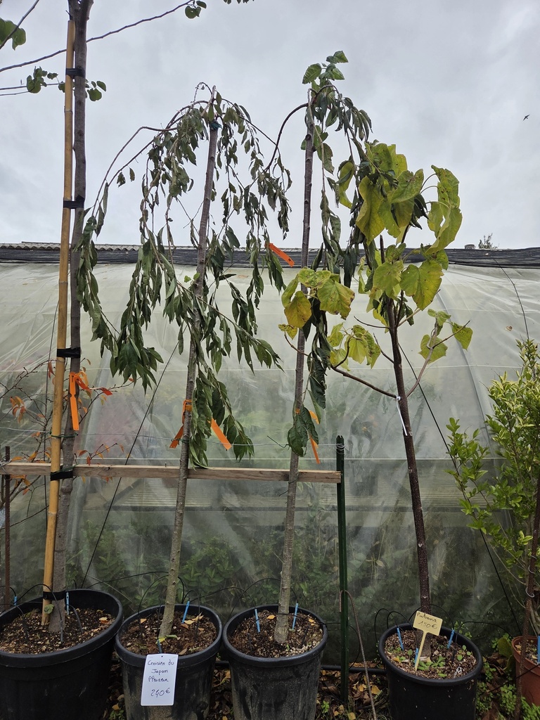 Prunus subhirtella 'Pendula Plena Rosea' - cerisier du Japon pleureur HAUTE TIGE 30L C.10-12