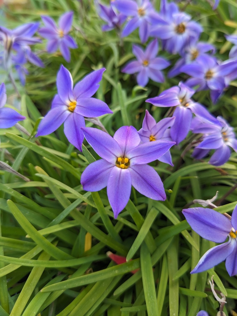 IPHEION uniflorum (bleu) C.2L RC