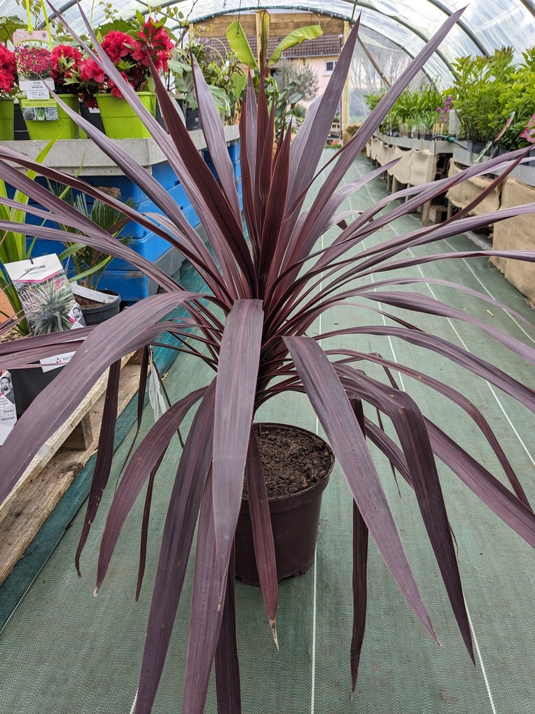 CORDYLINE Black Night