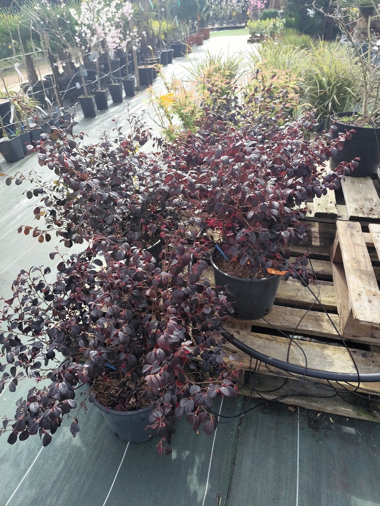 LOROPETALUM Chinensis Black Pearl 9L