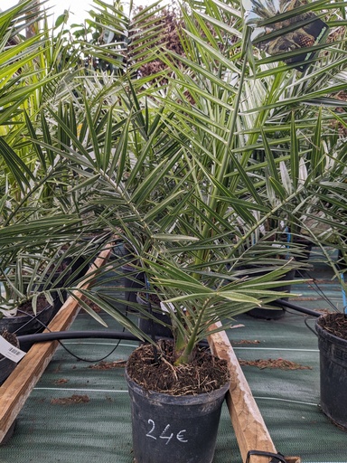 PHOENIX canariensis C.3L FARO 80-100 cm