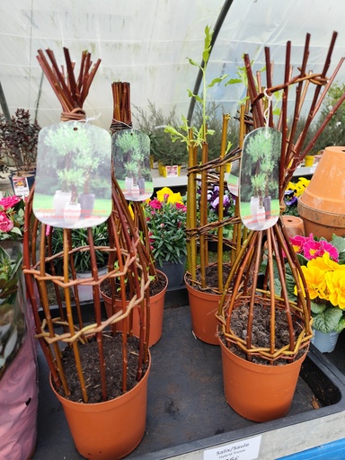 Saule Hybride Tresse