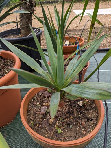 Yucca gloriosa petit