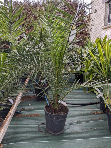 PHOENIX canariensis C.7L FARO 120-150 cm