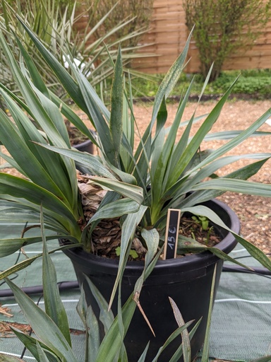 Yucca gloriosa multi moyen 