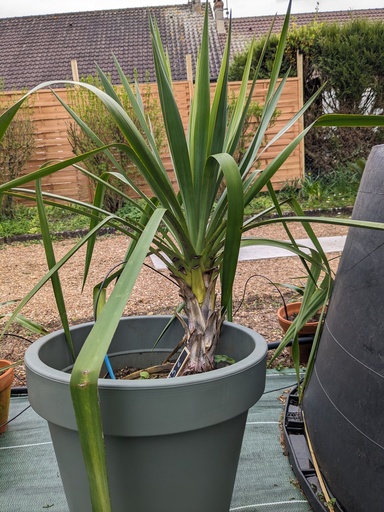 Yucca gloriosa grand 