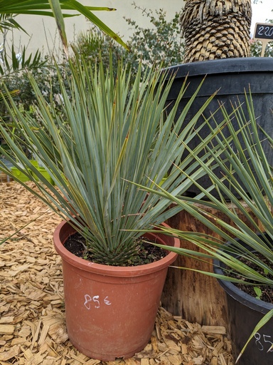 Yucca rostrata 10L