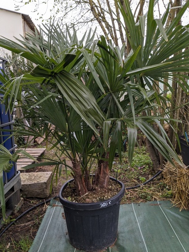 Trachycarpus multi 50L