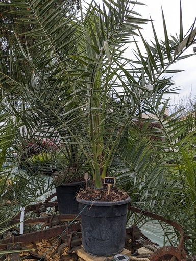 PHOENIX canariensis C.15L FARO 150-175 cm