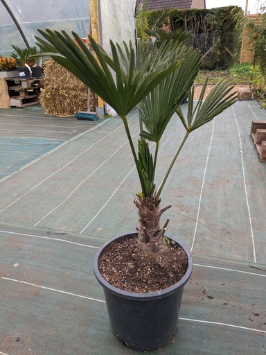 Trachycarpus wagnerianus