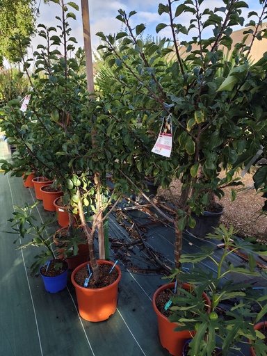 PRUNIER Reine
Claude dorée C.15L 
