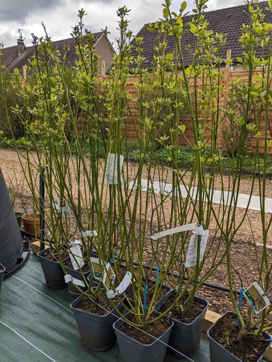 CORNUS stolonifera Flaviramea C.4L RC