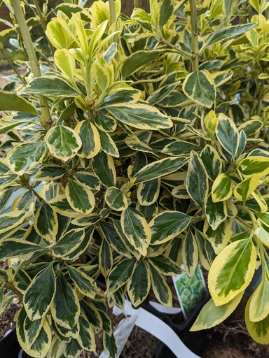 EUONYMUS japonicus Bravo C.4L RC