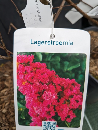 Lilas des Indes / LAGERSTROEMIA Indica
Dynamite (rouge) 4L 