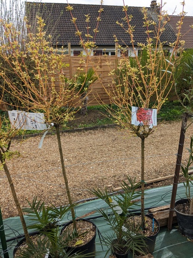 CORNUS sanguinea Midwinter fire C.10L
1/4 tige