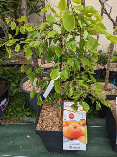 ABRICOTIER (PRUNUS ARMENIACA) fruit
me Pending C.14L