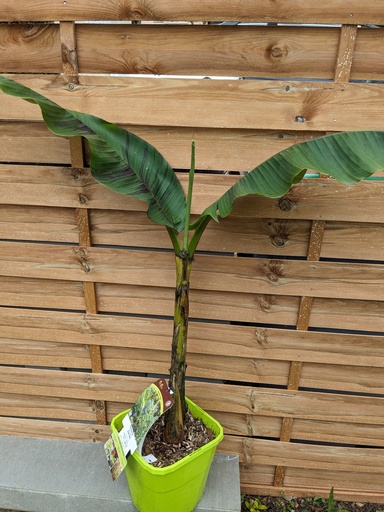 Bananier MUSA sikkimensis Ever red C.8L GP