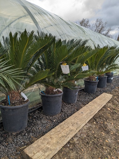 CYCAS revoluta 15L 