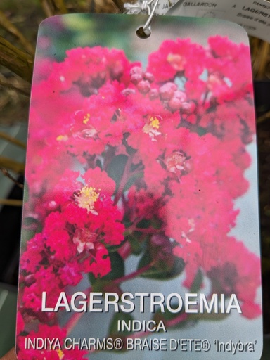 LAGERSTROEMIA indiya Braise d'été
(rouge) C.14L