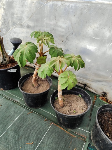 TETRAPANAX papyrifera Rex 