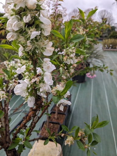 PRUNUS persica White peachy (blanc)
C.10L tigette (<50cm)
