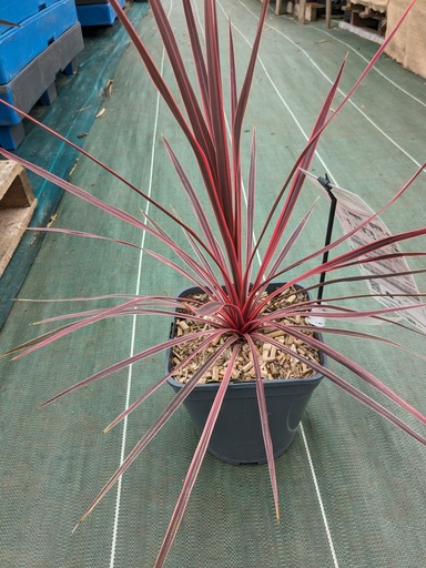 CORDYLINE australis Charly boy C.4L RC