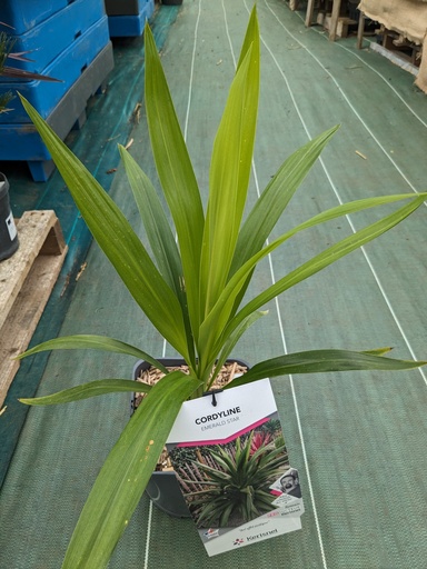 CORDYLINE australis Emerald Star C.4L RC