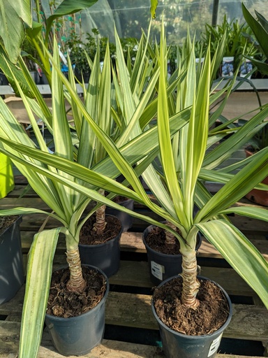 YUCCA Jewel 