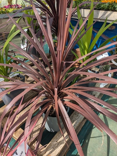 CORDYLINE Australis RED STAR