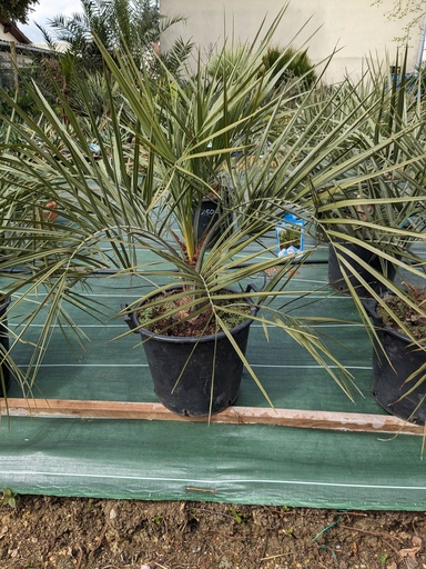 Butia Capitata C30L