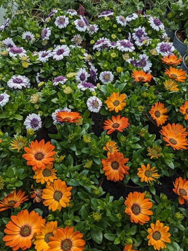 Marguerite du cap "osteospermum"