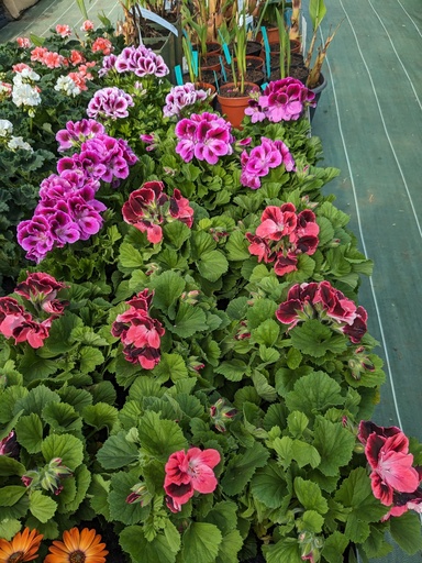 Géranium Pelargonium grandifl.