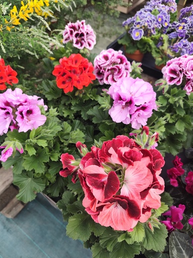 Geranium Pelargonium grandifl.